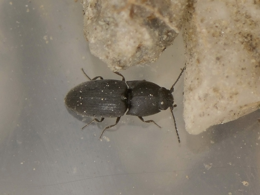 Micro Elateridae